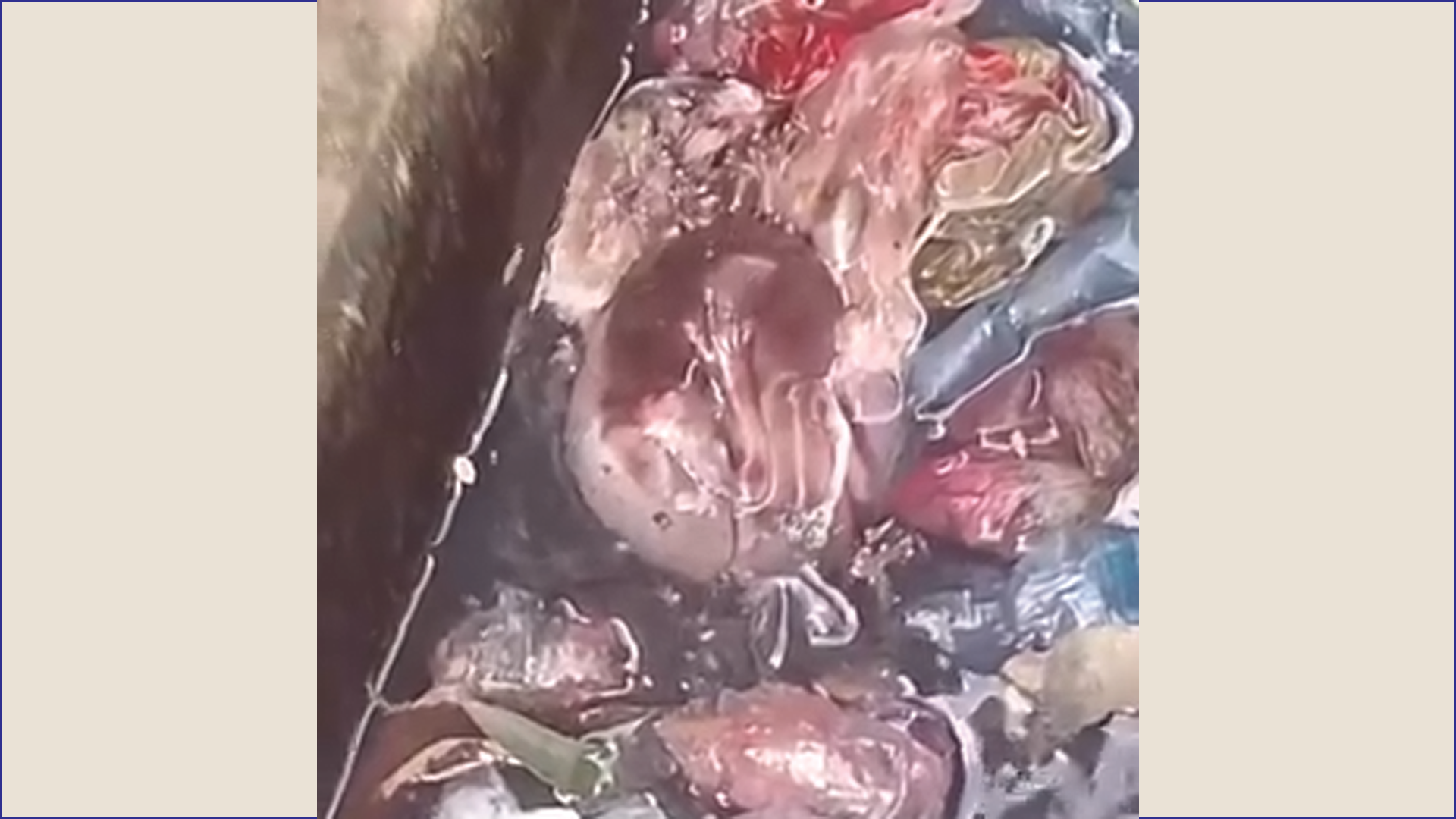 ড্রেনে পড়ে ছিল নবজাতকের নিথর দেহ